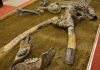 A fost descoperit un schelet complet de mamut