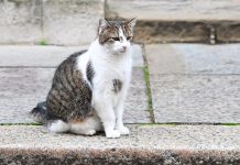 Top 10 secrete ale pisicilor