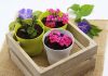 Florile comestibile se pot planta in ghivece