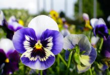 170 Mesaje De Florii