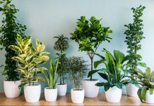 Beneficiile de a avea plante in casa sau la biroul tau