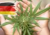 Legalizarea marijuanei, un nou plan aprobat de Germania