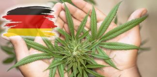 Legalizarea marijuanei, un nou plan aprobat de Germania