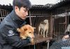 Coreea de Sud adopta un proiect de lege care interzice consumul de carne de caine