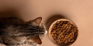 Kormotech: lider în producția de hrană pentru animale de companie